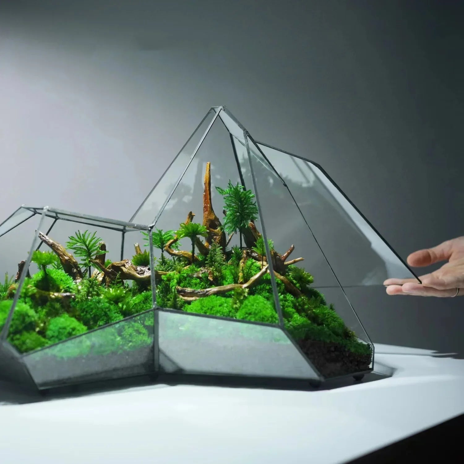 Glass Vase Micro Landscape Planter Rainforest Tank Moss Eco Vase Home Decoration Geometric Glass Flower Room Hydroponic Vase