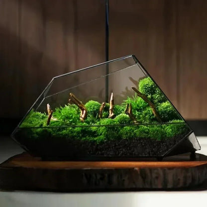 Glass Vase Micro Landscape Planter Rainforest Tank Moss Eco Vase Home Decoration Geometric Glass Flower Room Hydroponic Vase