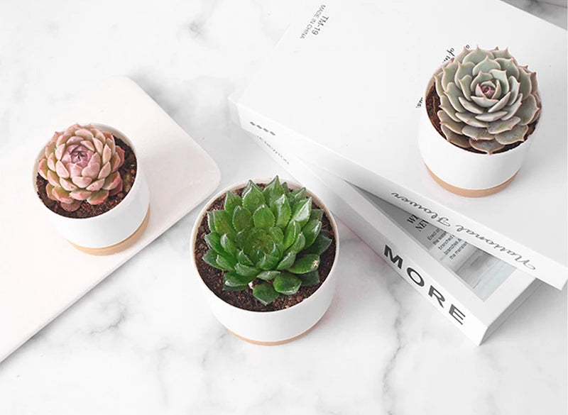 Cylinder Drainage Flower Plant Pots | Decorative | Ideal for Cactus