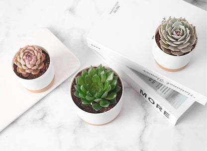 Cylinder Drainage Flower Plant Pots | Decorative | Ideal for Cactus