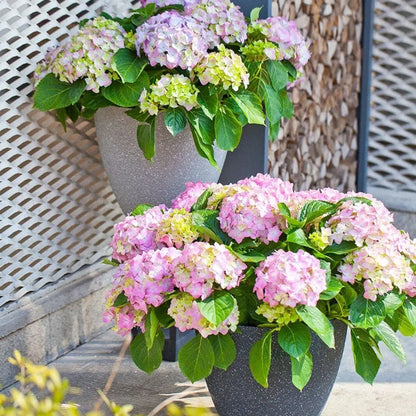 GreeEuropean Style,Frosted Imitation Stone Plastic Plant Flower