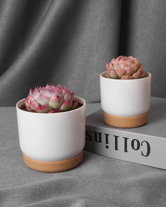 Cylinder Drainage Flower Plant Pots | Decorative | Ideal for Cactus