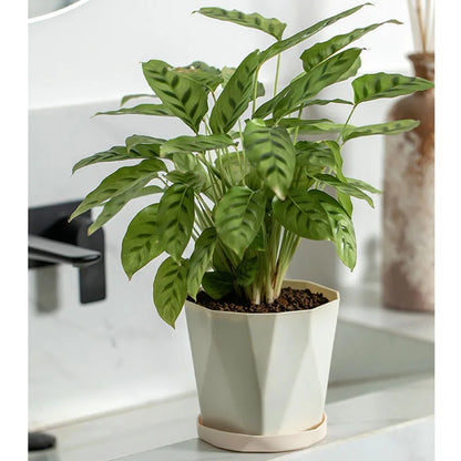 High Quality, Modern Style Plastic Flower Pots