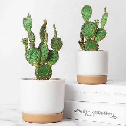Large/Small Succulent Planter Imitation Ceramic Plastic Flower Pot Cylinder Flower Pots for Cactus with Drainage Hole Pots Plant