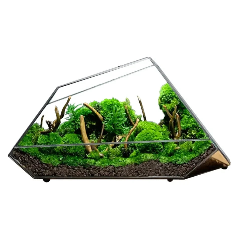 Glass Vase Micro Landscape Planter Rainforest Tank Moss Eco Vase Home Decoration Geometric Glass Flower Room Hydroponic Vase
