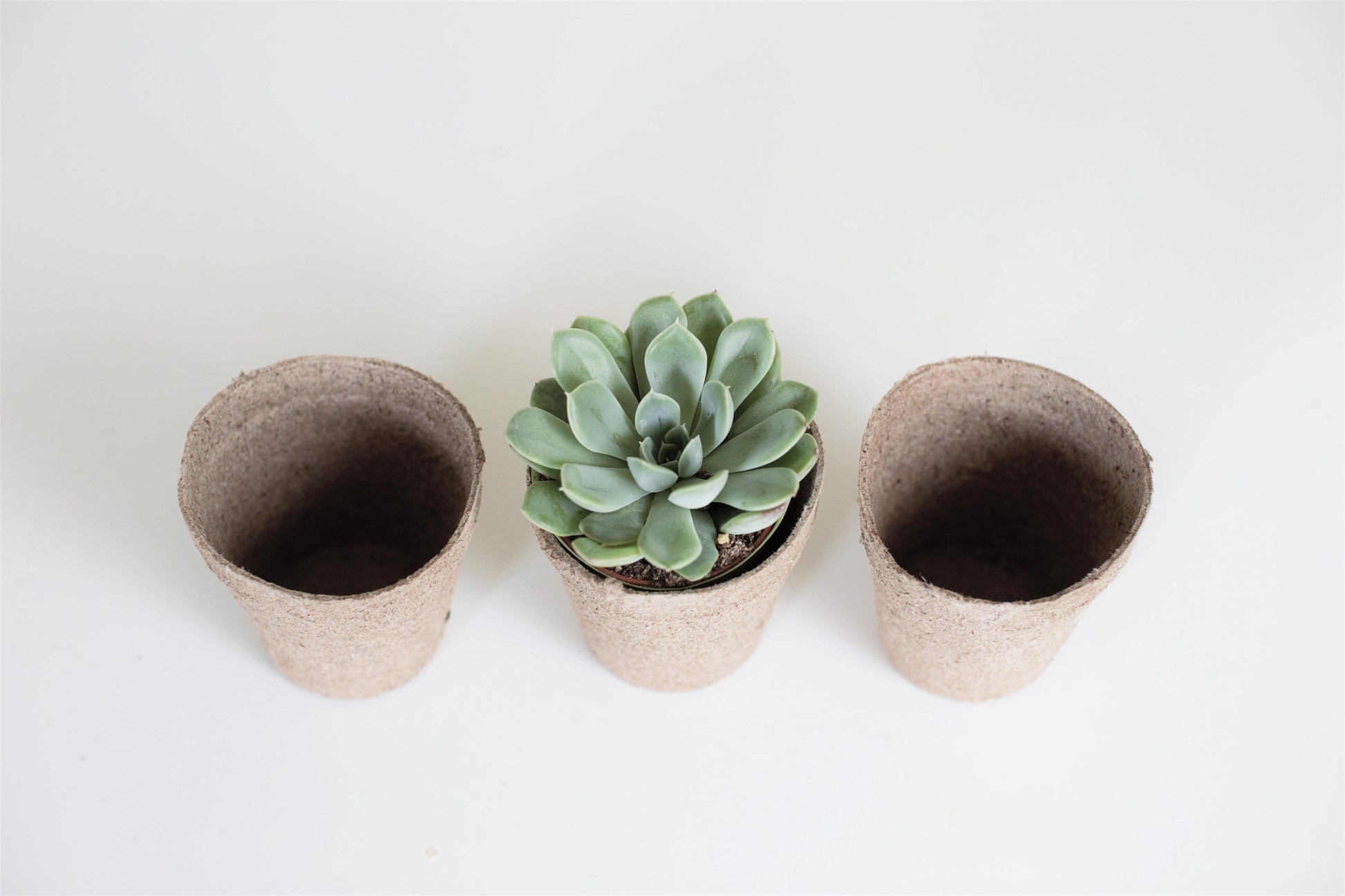 Biodegradable Pulp Containers - Succulent Favor Pots - Set of 10 - { Succulents Not Included } Peat Pots
