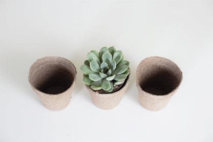 Biodegradable Pulp Containers - Succulent Favor Pots - Set of 10 - { Succulents Not Included } Peat Pots